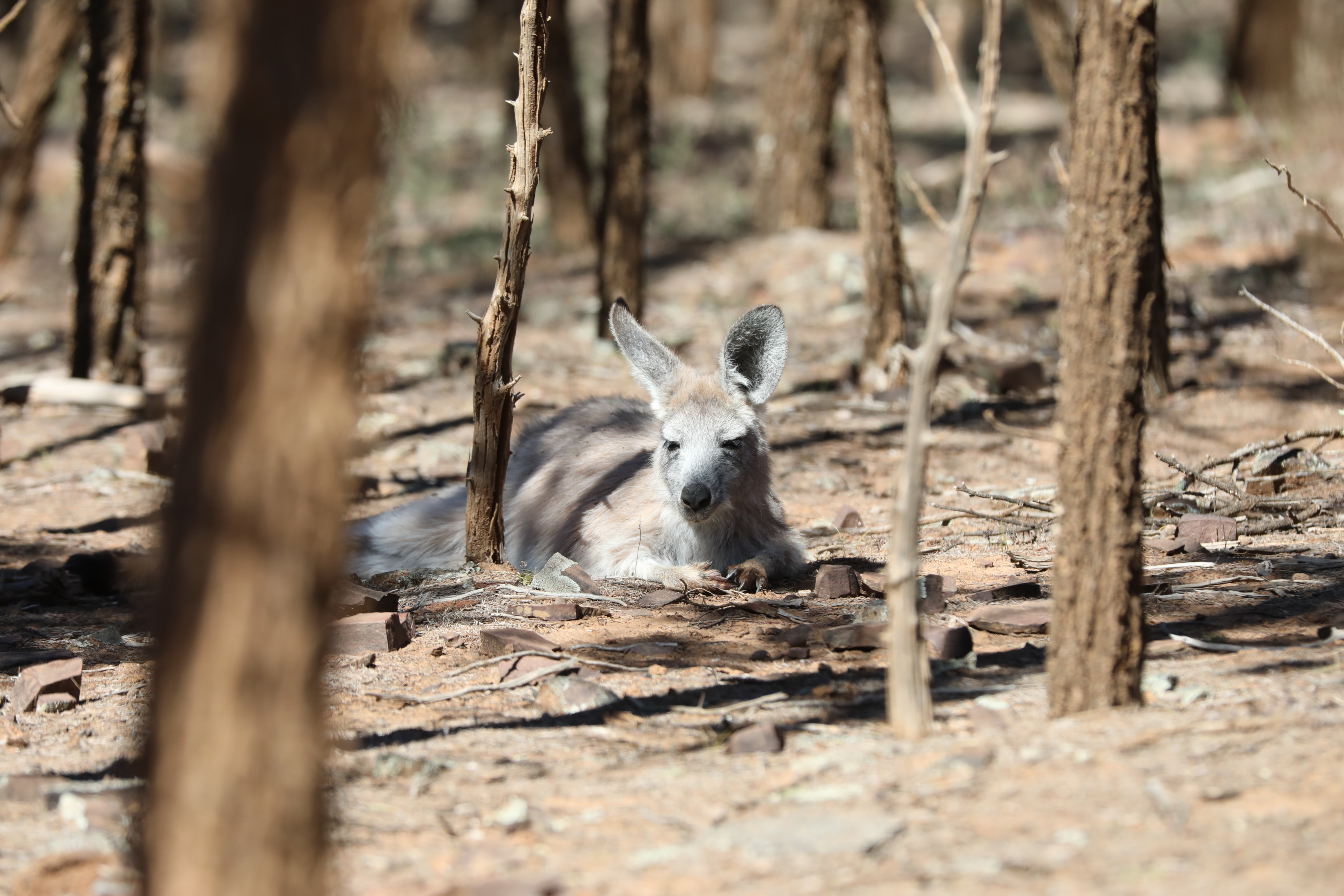 Rundfahrt durch Flinders Ranges